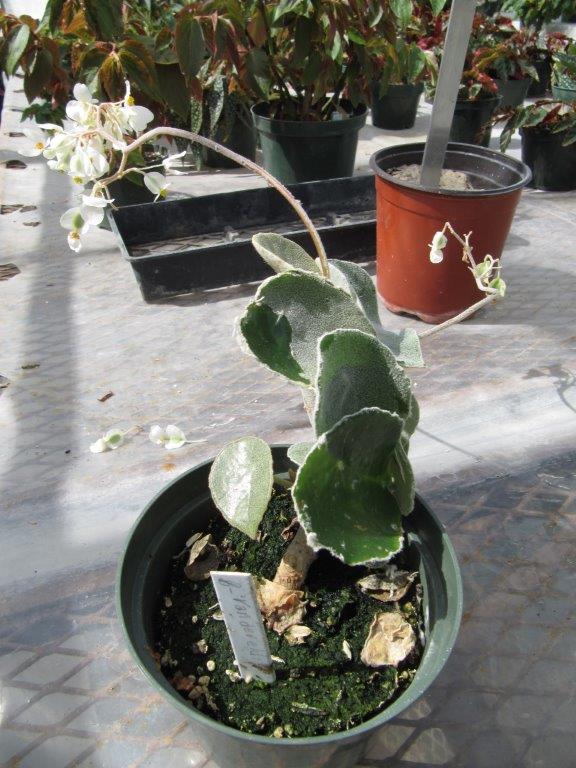 B. ‘Vanderveldiana’